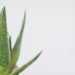 Aloe vera plant in a pot on a white background providing wellness tips for anti-aging and longevity.