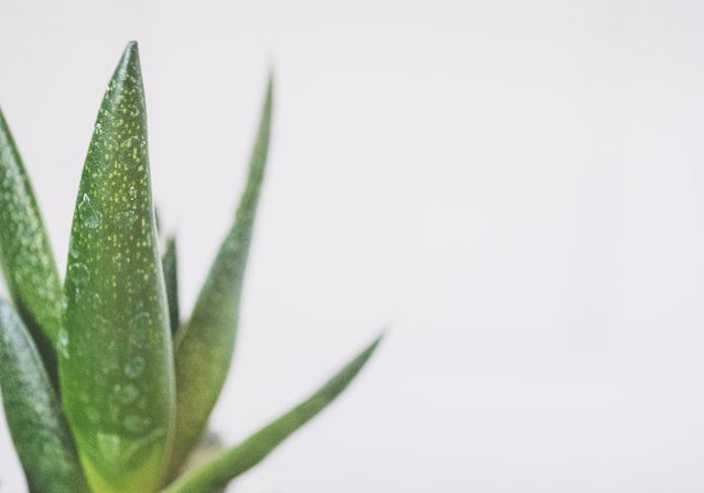 Aloe vera plant in a pot on a white background providing wellness tips for anti-aging and longevity.