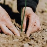 A woman's hands diligently planting a plant in the dirt as she follows aging tips for overall wellness.