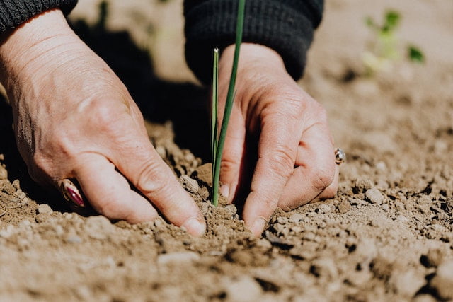 A woman's hands diligently planting a plant in the dirt as she follows aging tips for overall wellness.