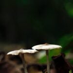 Two mushrooms standing on the forest ground.