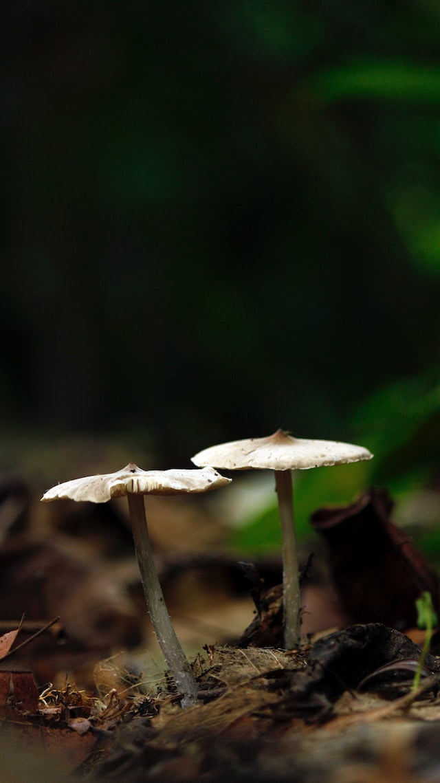 Two mushrooms standing on the forest ground.