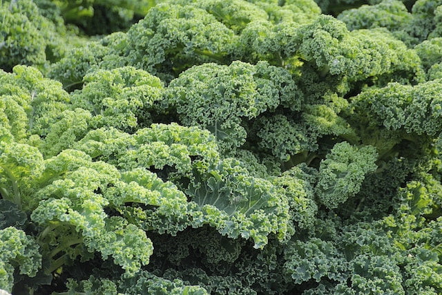 A close up of a bunch of green kale showcasing its wellness benefits.