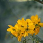 A close up of yellow flowers on a branch, providing wellness tips for longevity.