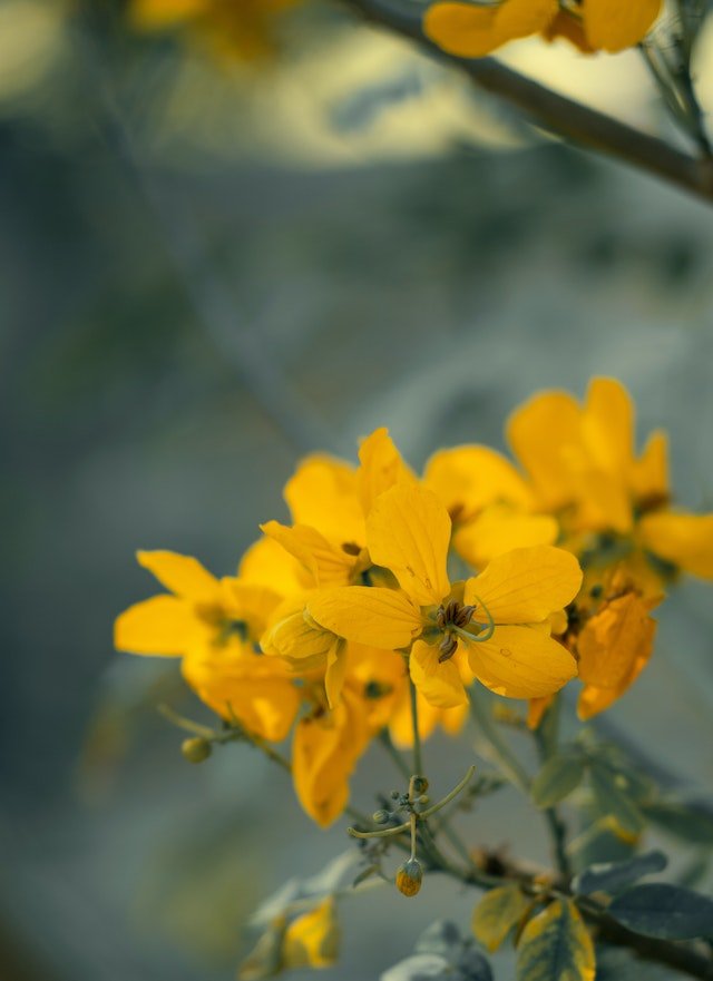 A close up of yellow flowers on a branch, providing wellness tips for longevity.