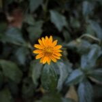 A single orange flower amidst a sea of vibrant green leaves, offering a fresh burst of color and tranquility.