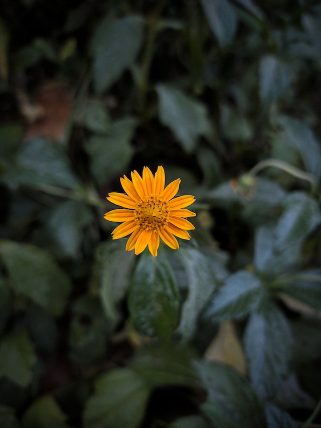A single orange flower amidst a sea of vibrant green leaves, offering a fresh burst of color and tranquility.
