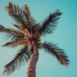 A palm tree against a blue sky, symbolizing serenity and tranquility.