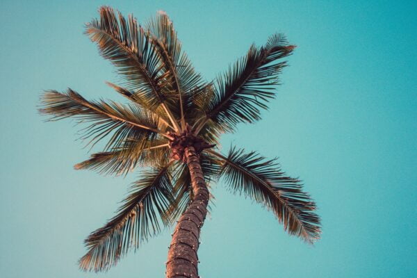 A palm tree against a blue sky, symbolizing serenity and tranquility.