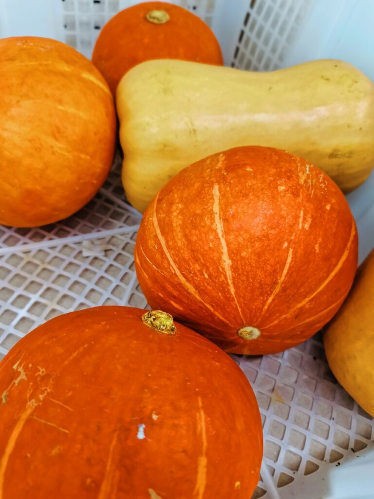A group of squashes in a basket, the perfect addition to any anti-aging diet.