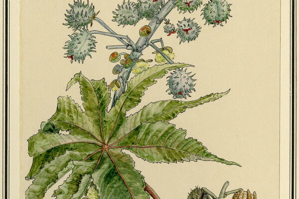 A drawing of a plant with leaves and seeds, symbolizing the longevity and vitality often associated with senior health.