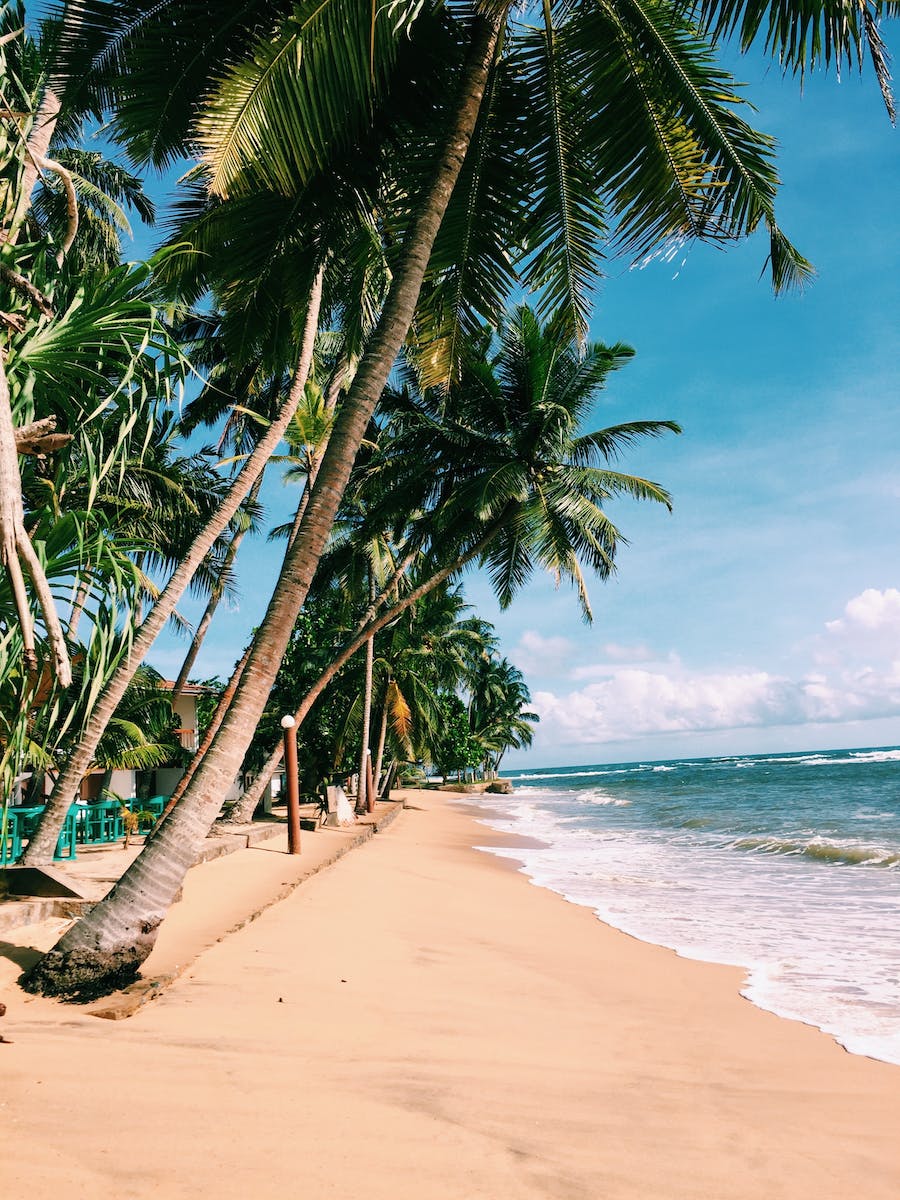 A beach with palm trees and a clear blue sky, perfect for relaxation and rejuvenation.