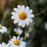 A close up of white daisies with yellow centers, offering a soothing visual for wellness tips and aging tips.