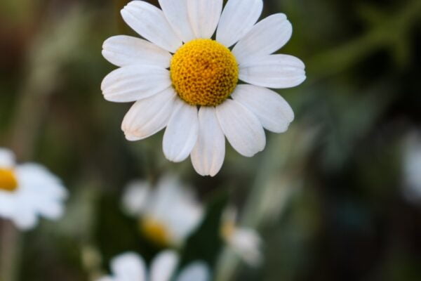 A close up of white daisies with yellow centers, offering a soothing visual for wellness tips and aging tips.