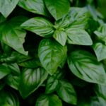 A close up of a basil plant, known for its health benefits and anti-aging properties.