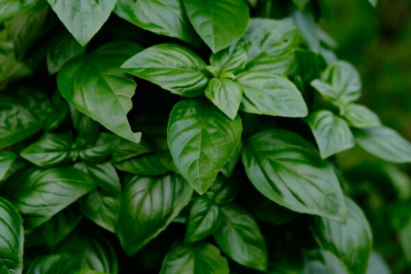 A close up of a basil plant, known for its health benefits and anti-aging properties.