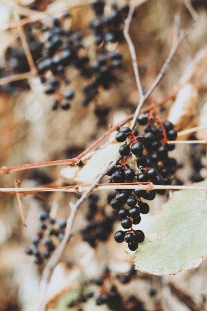 Cluster of Black Berries on Tree Branch