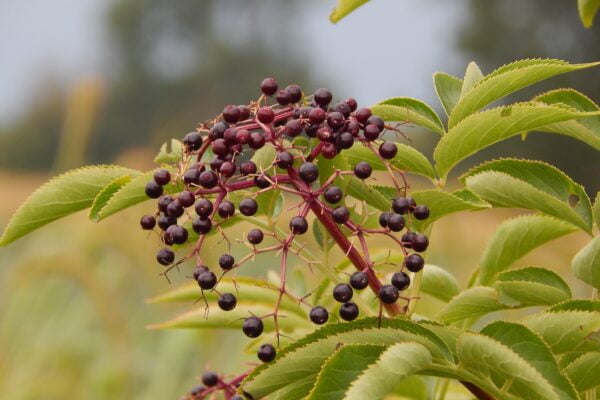 A plant with black berries in a field, providing wellness tips for senior health.