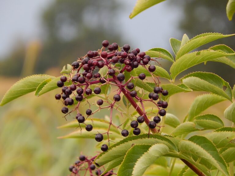 A plant with black berries in a field, providing wellness tips for senior health.