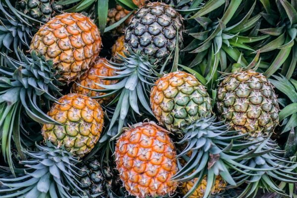 A pile of pineapples, known for their anti-aging and wellness properties, is arranged together in an appealing display.