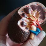 A person holding a model of a kidney, providing diet advice for senior health.