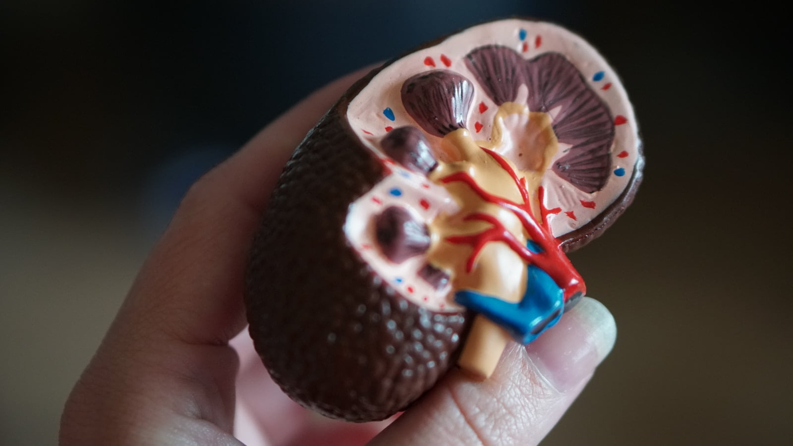A person holding a model of a kidney, providing diet advice for senior health.